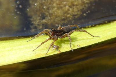 <i>Pardosa</i>
