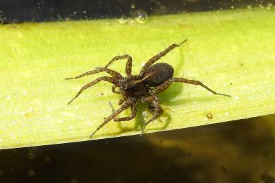<i>Pardosa</i>
