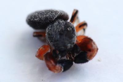 <i>Ballus rufipes</i>