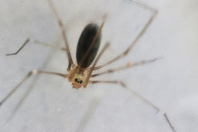 <i>Pholcus phalangioides</i>
