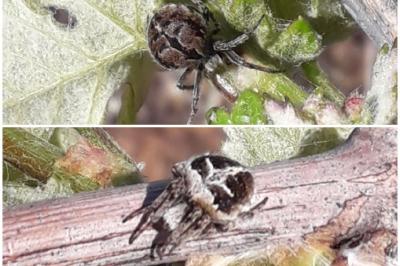 <i>Agalenatea redii</i>