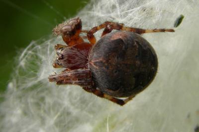 <i>Agalenatea redii</i>