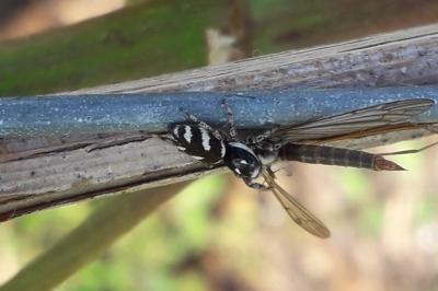 <i>Salticus scenicus</i>
