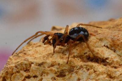 <i>Pachygnatha degeeri</i>