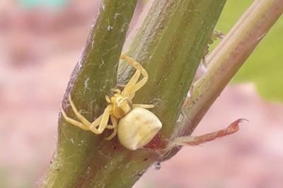 <i>Thomisus onustus</i>
