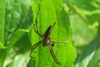 <i>Pisaura mirabilis</i>