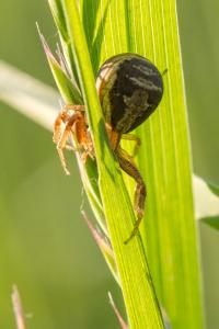 <i>Xysticus</i>
