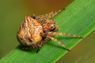 <i>Gibbaranea bituberculata</i>