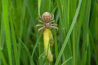 <i>Xysticus</i>