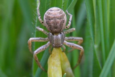 <i>Xysticus</i>