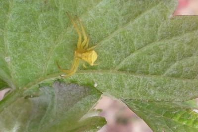 <i>Thomisus onustus</i>