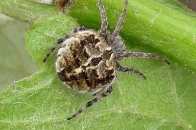 <i>Agalenatea redii</i>