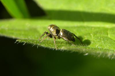 <i>Heliophanus auratus</i>