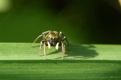<i>Heliophanus auratus</i>
