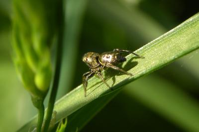 <i>Heliophanus auratus</i>