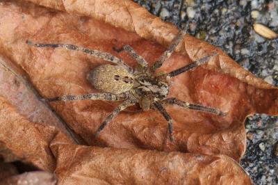 <i>Zoropsis spinimana</i>