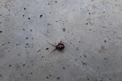 <i>Steatoda triangulosa</i>
