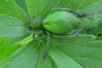 <i>Micrommata ligurina</i>
