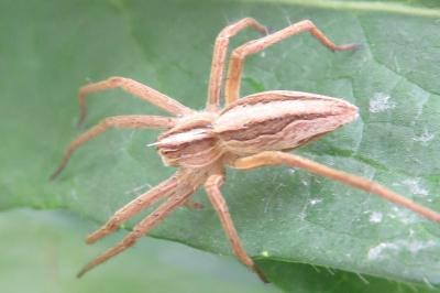 <i>Pisaura mirabilis</i>
