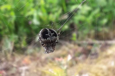 <i>Agalenatea redii</i>