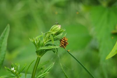 <i>Araneus diadematus</i>