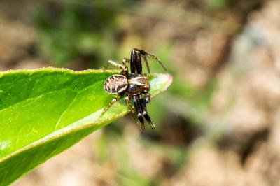 <i>Xysticus</i>