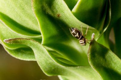 <i>Heliophanus tribulosus</i>