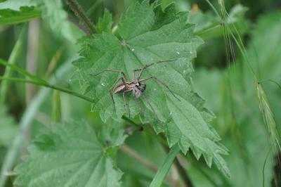 <i>Pisaura mirabilis</i>