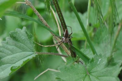 <i>Pisaura mirabilis</i>