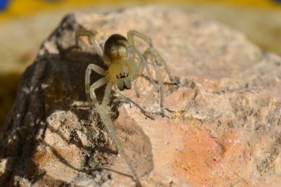 <i>Cheiracanthium</i>