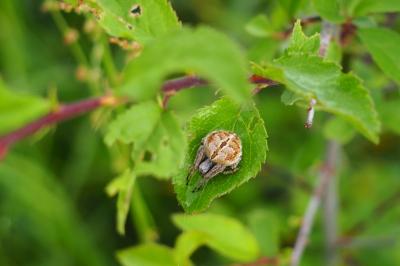 <i>Agalenatea redii</i>