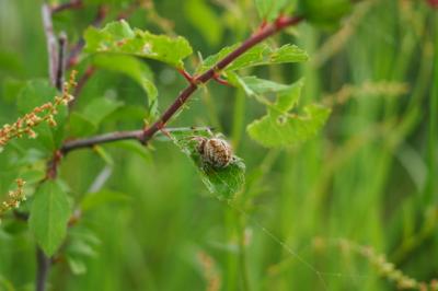 <i>Agalenatea redii</i>