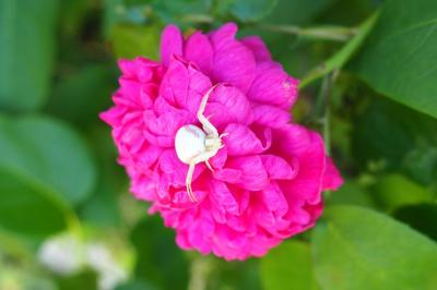 <i>Misumena vatia</i>