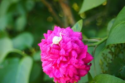 <i>Misumena vatia</i>