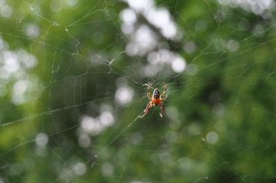<i>Larinioides</i>