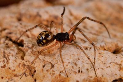 Steatoda triangulosa