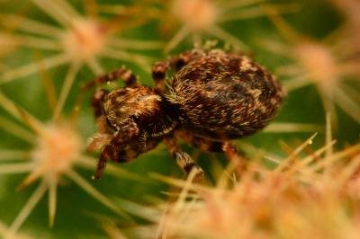 <i>Pseudeuophrys erratica</i>