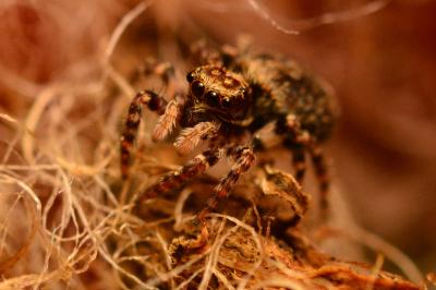 <i>Pseudeuophrys erratica</i>