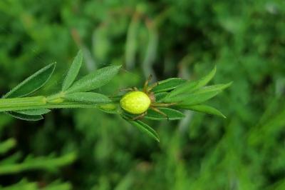 <i>Araniella</i>