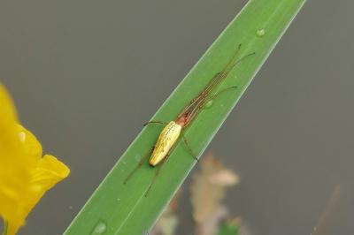 <i>Tetragnatha</i>
