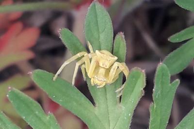 <i>Thomisus onustus</i>