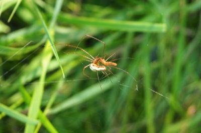 <i>Tetragnatha</i>