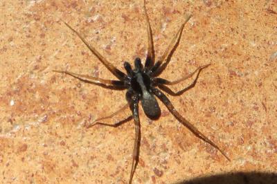 <i>Pardosa</i>