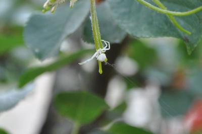 <i>Misumena vatia</i>