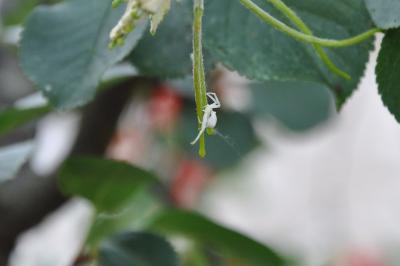 <i>Misumena vatia</i>