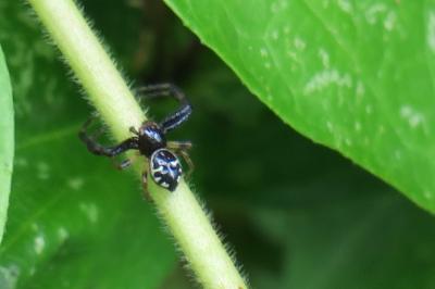 <i>Synema globosum</i>