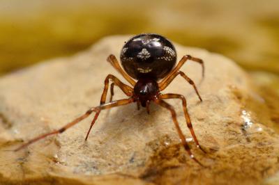 <i>Steatoda triangulosa</i>