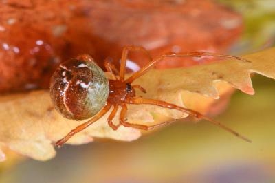<i>Parasteatoda lunata</i>
