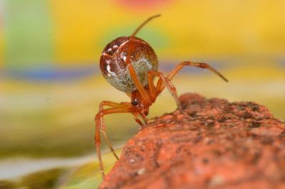 <i>Parasteatoda lunata</i>