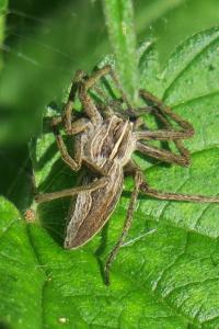 <i>Pisaura mirabilis</i>